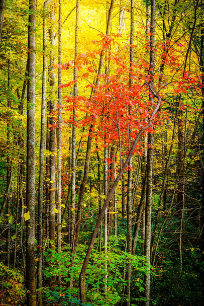 Asheville, Kuzey Carolina yakınlarındaki bir ormanda renkli sonbahar yaprakları. - Fotoğraf, Görsel