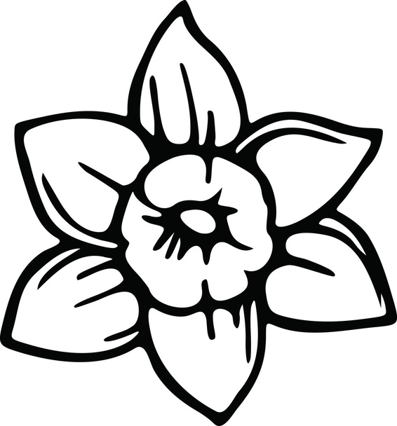 Drawing of a daffodil flower. - Vector, Image