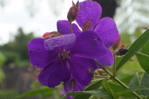 Pleroma heteromallum - паніка кількох фіолетових квітів з п'ятьма пелюстками. Стовбур розгалуження деревний, а велике, сріблясто-зелене листя просте, яйцеподібне, оксамитове за текстурою, і негативно розташоване
. - Фото, зображення