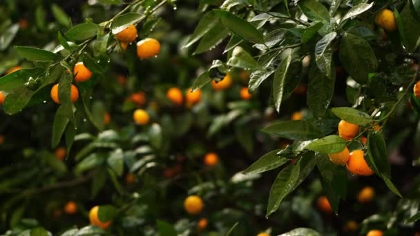 Orange tangerines on green branches in the rain. High quality 4k footage - Materiał filmowy, wideo
