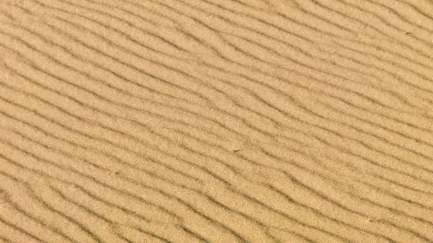 Πραγματική αμμοθύελλα στην έρημο, σε κοντινό πλάνο - Πλάνα, βίντεο