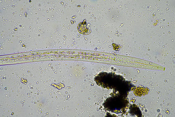 microorganismos del suelo, incluidos nematodos, microartrópodos, microartrópodos, tardígrados y rotíferos: una muestra de suelo, hongos y bacterias del suelo en una granja regenerativa de compost bajo el microscopio en Australia - Foto, imagen