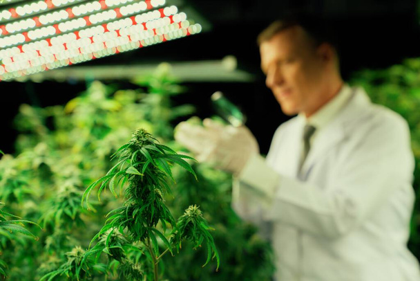 Cannabisplantage in een curatieve binnenkwekerij die hoogwaardige medicinale cannabisproducten levert met een vage wetenschapper inspecteert bevredigende knoppen op cannabisplanten met vergrootglas als achtergrond. - Foto, afbeelding