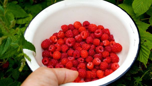 A hand holds a bowl of ripe freshly picked raspberries in the garden. A bowl of raspberries against the green leaves of a raspberry bush. Harvest raspberries in the garden in the summer. Vitamin - Foto, Bild