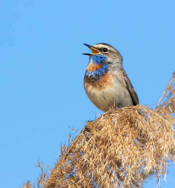 Bluethroat, Luscinia svecica. The male sits on top of the reeds and sings - Foto, Bild