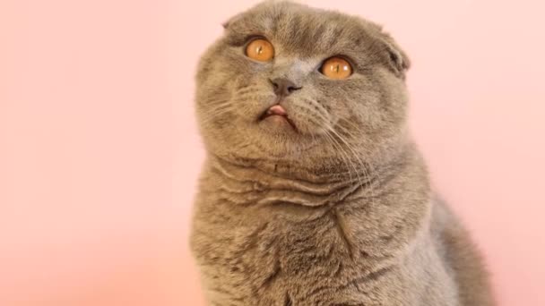 Fluffy short-haired gray cat on a light pink background. A hungry cat licks its tongue. Funny pets - Filmati, video