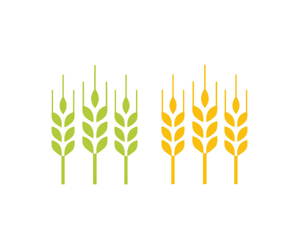 Set of organic wheat grain Green wheat ears and Yellow wheat grain ready for harvest logo design. Quality Farm Product in green and gold color.  Agriculture symbol, wheat, barley vector design and illustration. - Vettoriali, immagini