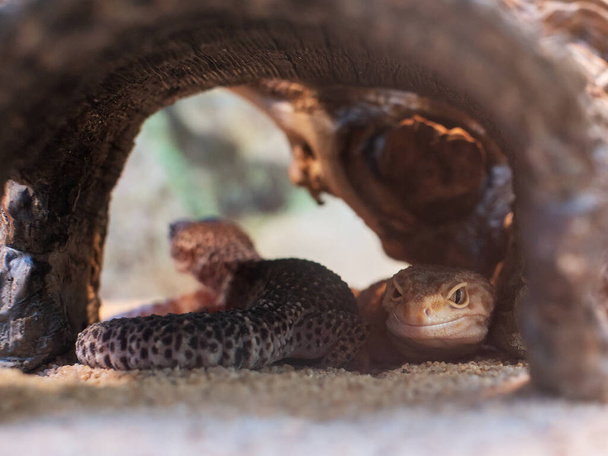 Widok z bliska na Leopard Gecko (Eublepharis macularius) - Zdjęcie, obraz