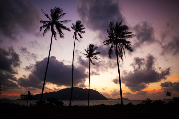 Palmiye ağaçları - Fotoğraf, Görsel