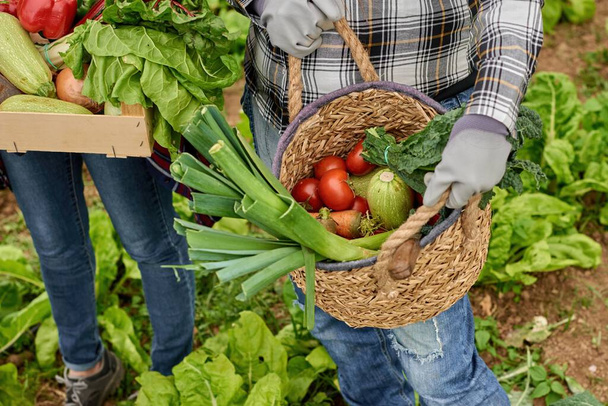 De arriba de la cosecha horticultores anónimos con verduras variadas en canasta de paja y contenedor en la plantación rural - Foto, imagen