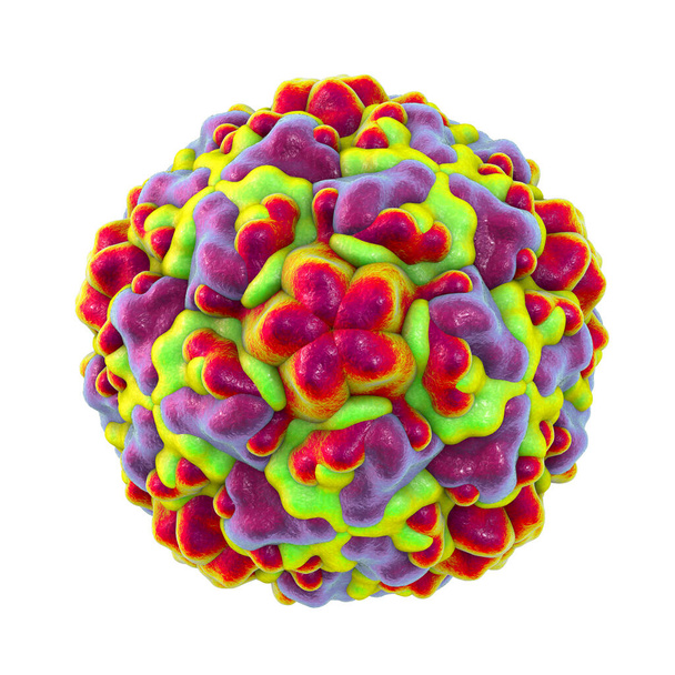 Rhinovirus isolated on white background, the virus that causes common cold and rhinitis, 3D illustration - Photo, Image
