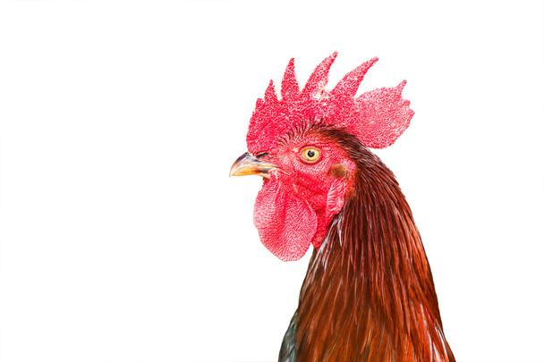 Cabeza polla con peine rojo
 - Foto, imagen