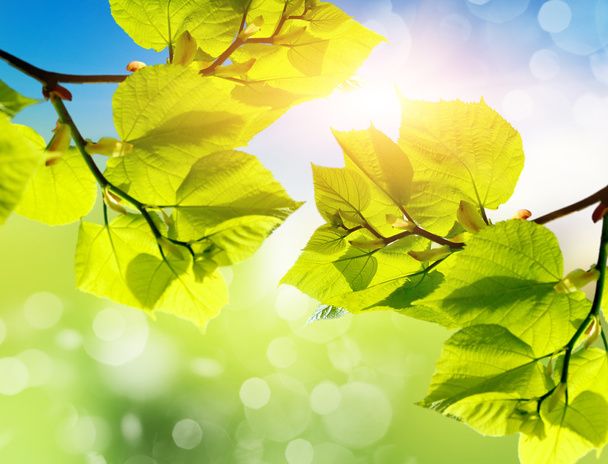 zielone liście latem - Zdjęcie, obraz