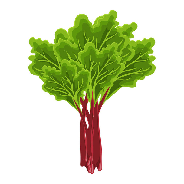Fresh green stems and leaves of rhubarb on a white background, food. Botanical illustration. Vector - Vektor, obrázek