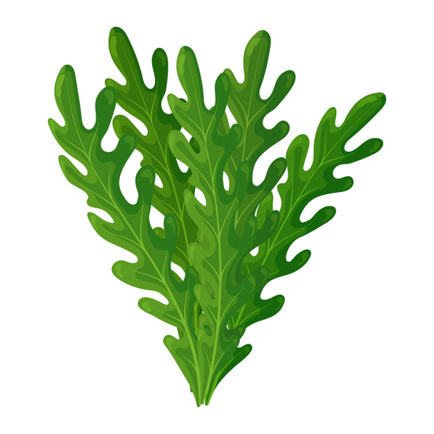 Fresh green leaves of arugula on a white background, food. Botanical illustration. Vector - Vector, Image