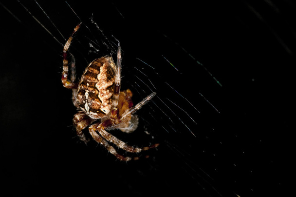 αράχνη του κήπου, Araneus diadematus - Φωτογραφία, εικόνα