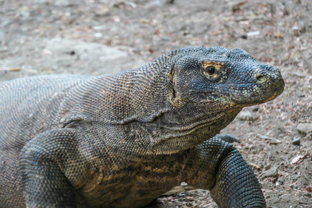 A close up on gigantic, venomous Komodo Dragon roaming free in Komodo National Park, Flores, Indonesia. The dragon is resting in a shadow with its stomach full. Dangerous animal in natural habitat. - Photo, Image