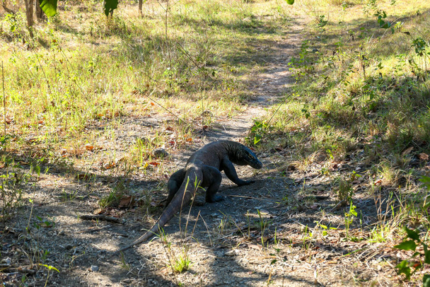 A gigantic, venomous Komodo Dragon roaming free in Komodo National Park, Flores, Indonesia. The dragon walking on a pathway, following a scent, looking for pray. Dangerous animal - Photo, Image