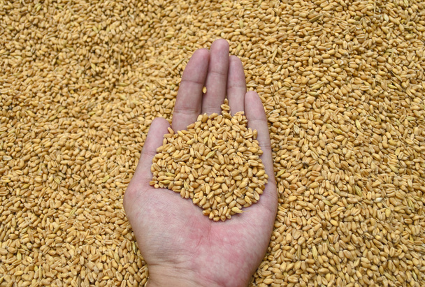 Grains de blé à la main - Photo, image