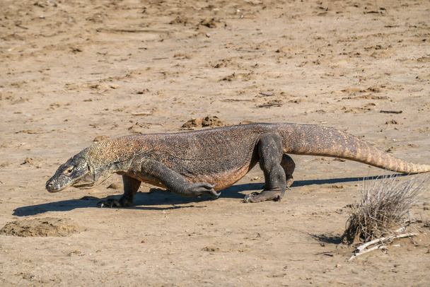 A gigantic, venomous Komodo Dragon roaming free in Komodo National Park, Indonesia. The dragon is fixated on its pray, follows the scent through barren desert. Dangerous animal in natural habitat - Photo, Image
