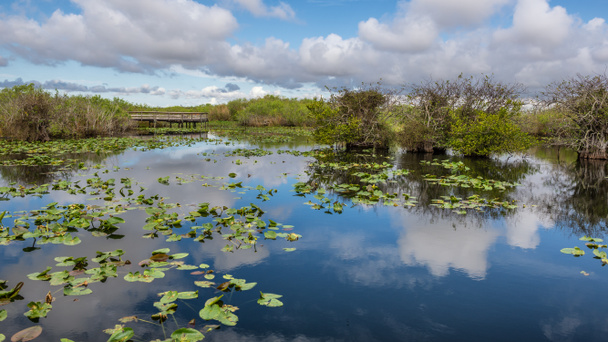 Jeziora oraz promenady w Everglades - Zdjęcie, obraz