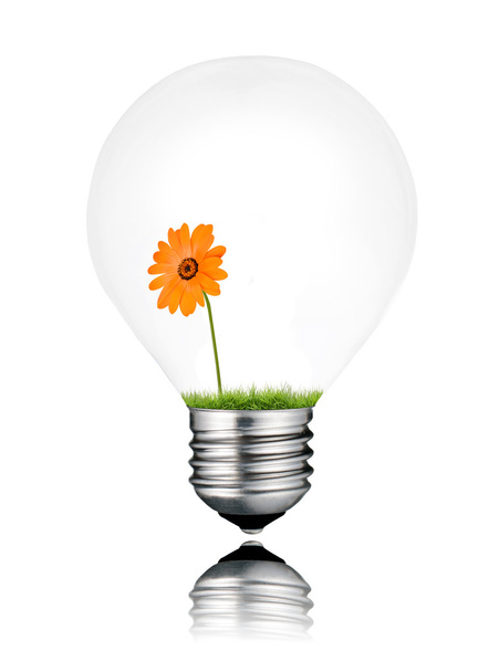 Light Bulb with Orange Daisy Flower Growing Inside Isolated - 写真・画像
