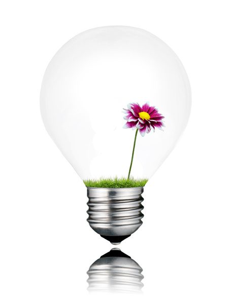 Light Bulb with Little Purple Wildflower Growing Inside Isolated - Фото, изображение