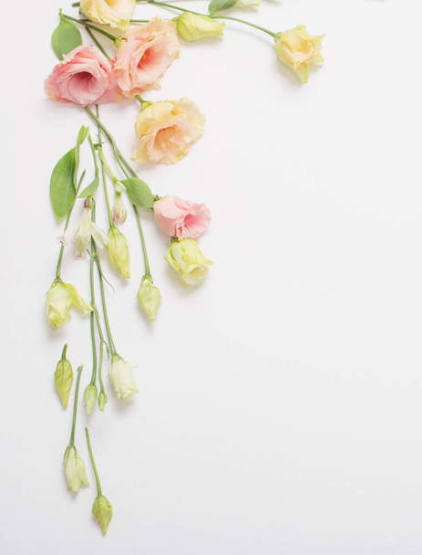 spring beautiful flowers on white background - Valokuva, kuva