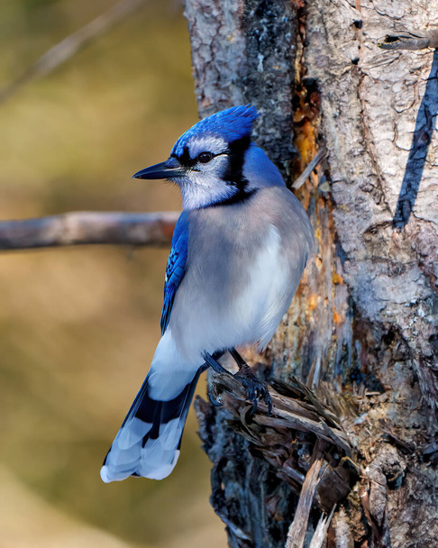 Blue Jay close up front view perched on a tree branch with blur forest background in its environment and habitat surrounding. Jay picture. Jay Portrait. - Foto, Bild