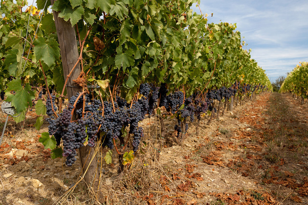 Řádky z červené zralé hrozny na vinici před sklizní - Fotografie, Obrázek
