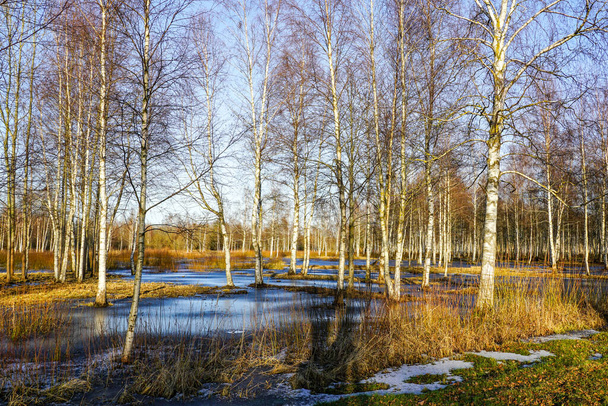 Европейский природный ландшафт ранней весной, березовая роща в окружении тающей воды со льдом, голубое небо - Фото, изображение