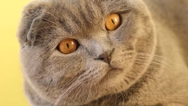 Close-up of a beautiful gray cat with big eyes looking somewhere. Wonderful pets - Filmati, video