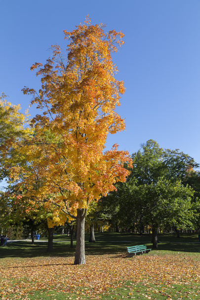 Sonbaharda renkli portakal ağacı - Fotoğraf, Görsel