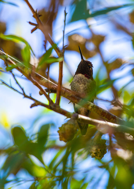 Anna-kolibri (Calypte anna) szabadban foltos Kaliforniában - Fotó, kép