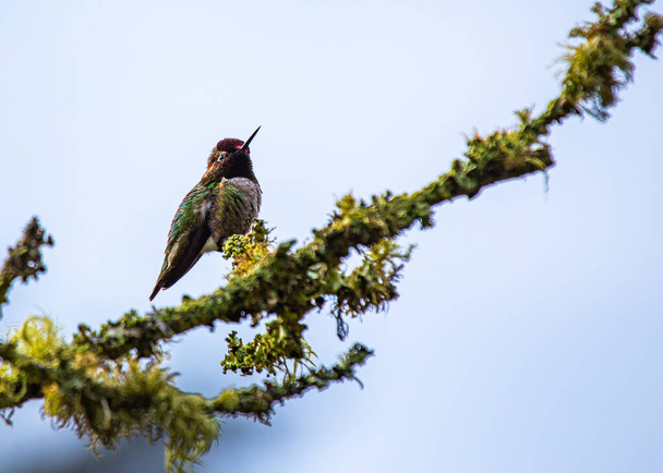 Colibri d'Anna (Calypte anna) repéré à l'extérieur en Californie
 - Photo, image