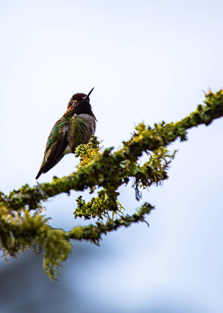 Anna 's Hummingbird (Calypte anna) vista ao ar livre na Califórnia
 - Foto, Imagem