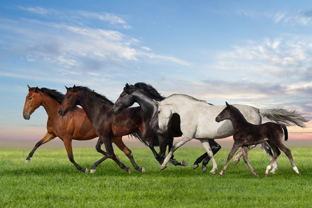 Pferde laufen - Foto, Bild