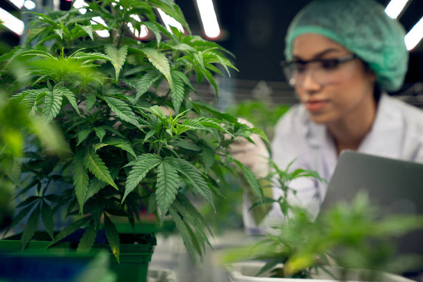 ラップトップを運ぶ廃棄キャップを身に着けている女性科学者と治癒的な屋内大麻農場で大麻植物を満足させる検査。成長施設における医療目的のための大麻製品の概念. - 写真・画像