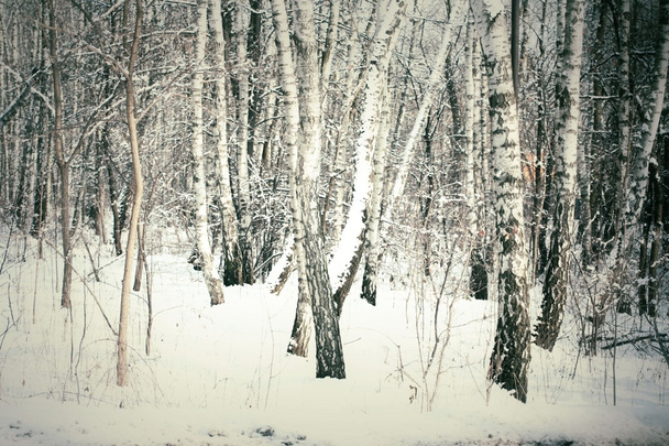 Winter birch trees in snow - Zdjęcie, obraz