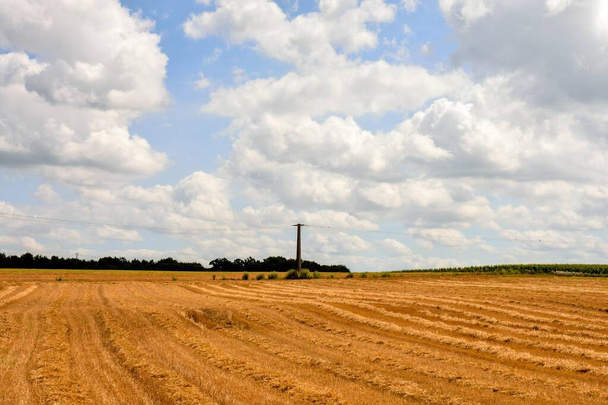 wheat field in the countryside - Foto, Imagen