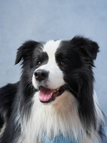 Happy dog on a blue background. black and white border collie funny muzzle in studio - Foto, Bild