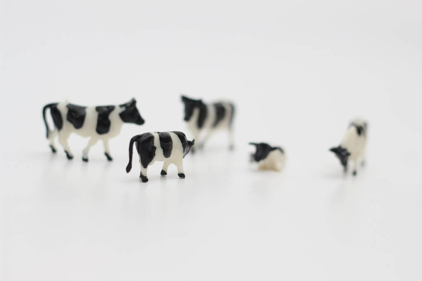 a close up of miniature figures of a herd of cows isolated on white background. Miniature figure photo concept. - Foto, Imagen