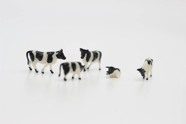 a close up of miniature figures of a herd of cows isolated on white background. Miniature figure photo concept. - Photo, Image