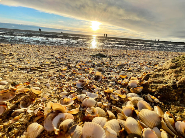 Sea shells on sand. sea waves on the golden sand at beach. Sunset on tropical island, ocean beach - Фото, изображение