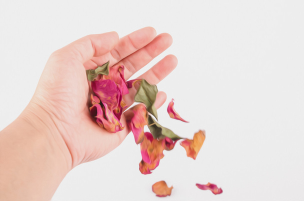 Petals of dried roses in a female hand - Photo, Image