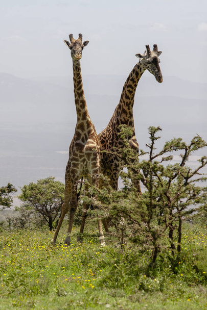 Wild Giraffes at Ngorongoro Crater, Tanzania - Foto, afbeelding