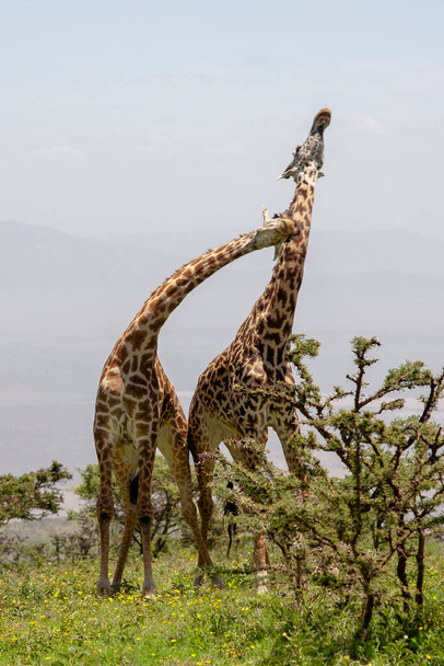 Wild Giraffes at Ngorongoro Crater, Tanzania - Photo, Image