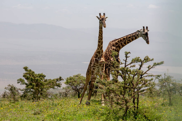 Wild Giraffes at Ngorongoro Crater, Tanzania - Foto, afbeelding