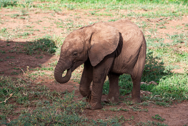 African elephant in the Lake Manyara National Park, Tanzania - Zdjęcie, obraz