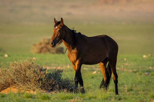 Wild Horses close to Aus in Namib desert in Namibia. - Foto, immagini